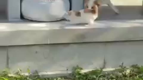 Entligent cat!! And soo cute cat and dog|| cat training #usa#87#shorts#97