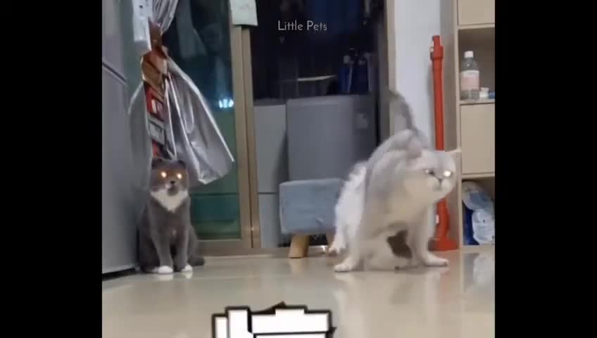 WATCH THIS Adorable Pets Funny Video Compilation Funny Animal Life