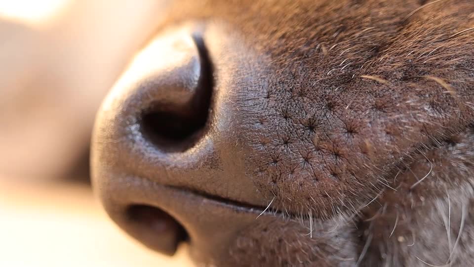 dog smelling with beautiful snout