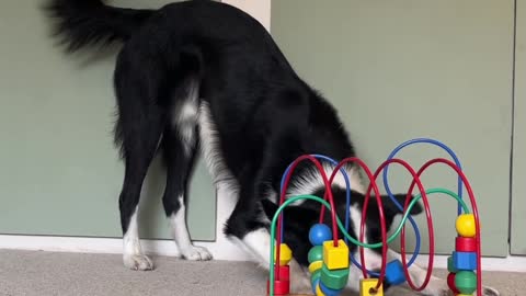 Smart Border Collie Plays With Bead Roller Coaster