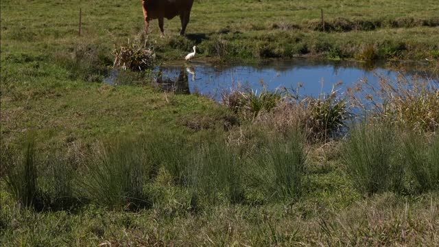 Cow eating grass in the field