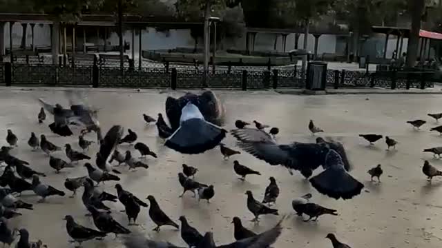 Birds in Istanbul