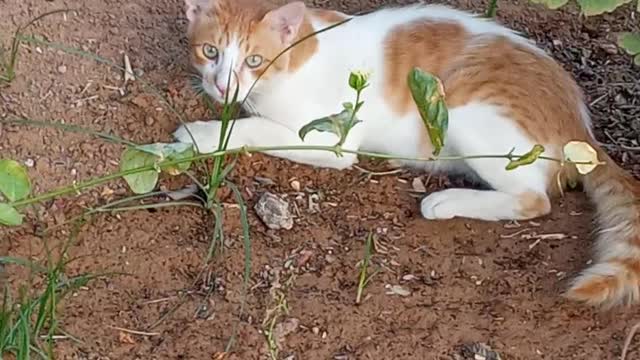Cat cute and 678