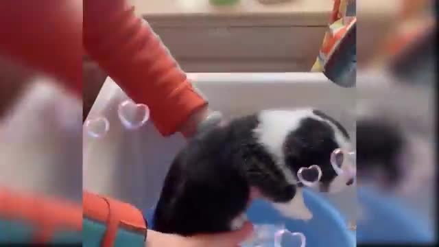 Cute and funny dog video/ baby dog/ Amazing Earth World