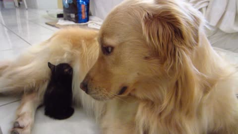 Gatito huérfano se queda dormido sobre la panza de un perro