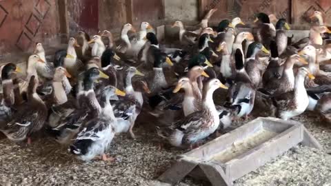 Different Types of Ducks (Apple Yard Ducks)