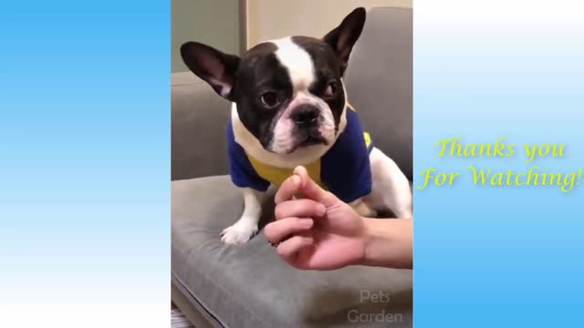 Make Little bit fun with pets