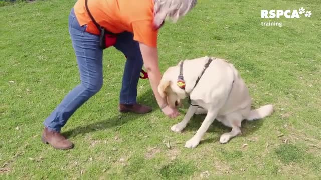 FREE DOG TRAINING SERIES - Lesson 1: how to teach your dog to sit and drop