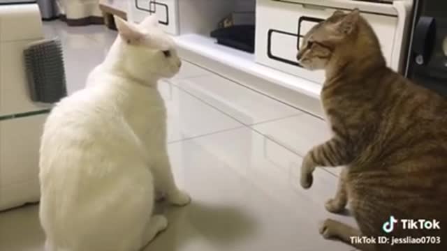 Cats talking" these cats can speak English better than video