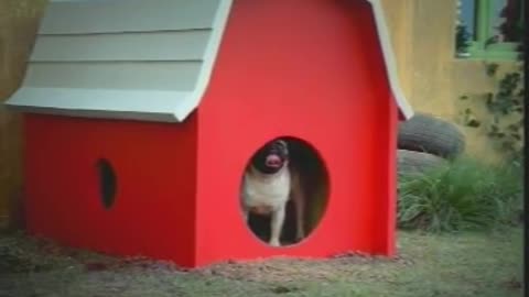 Smart Dog enjoying in the home