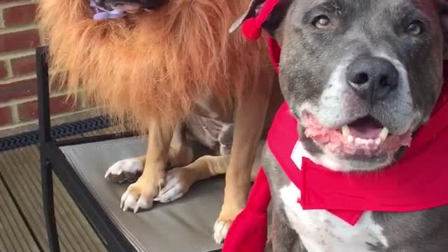 Dogs dressed up