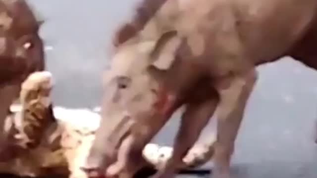 pigs revenge