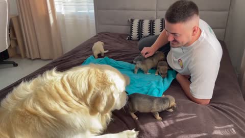 Golden Retriever Meets Puppies for the First Time