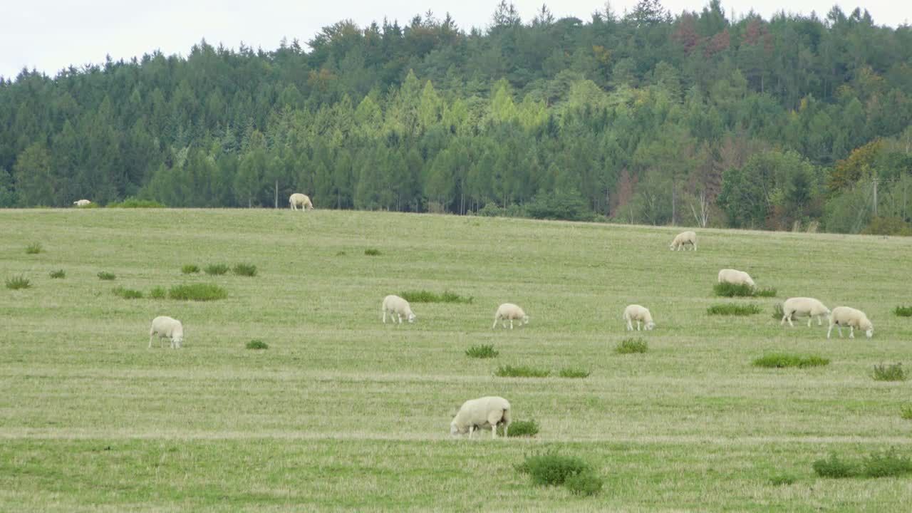 A herd of sheep eats in a big green field, forest in the background