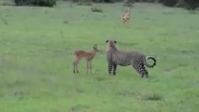 Incredible footage of Leopard Behavior during Impala Kill