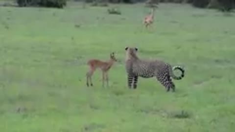 Incredible footage of Leopard Behavior during Impala Kill