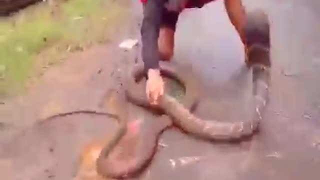 Oh my god😱!!amazing catch snake by hand👌🔥