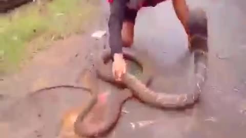 Oh my god😱!!amazing catch snake by hand👌🔥