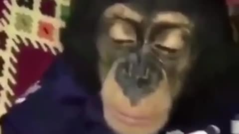 Stoned Monkey