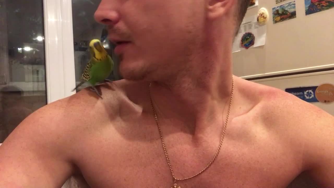 feed the parrot, Dad