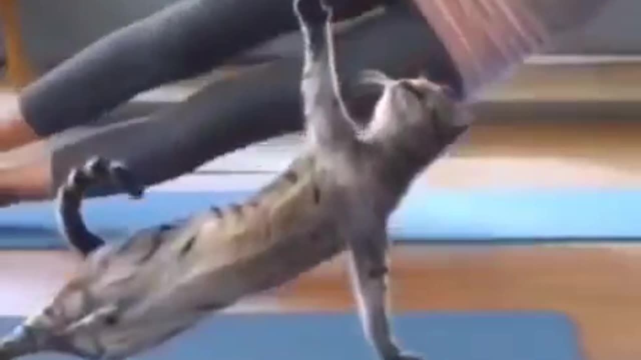 Cat training video #cat yoga video #cat trick to teach tour cat