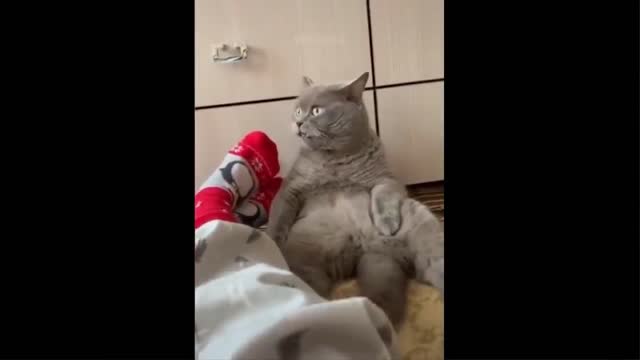 Cute funny cat video compilation