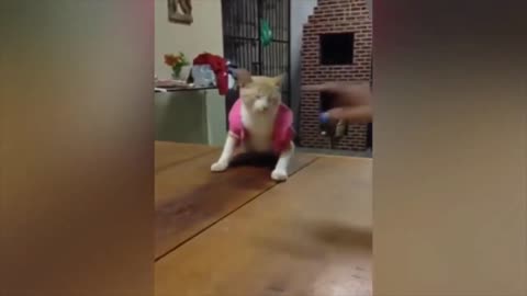 Funny Cat videos 🤣🤣🤣🤣