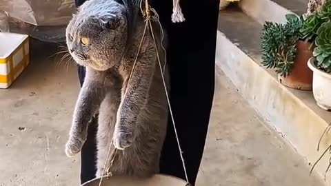 Be a lazy cat in a sunny afternoon.