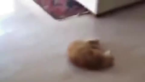 Funny Cats