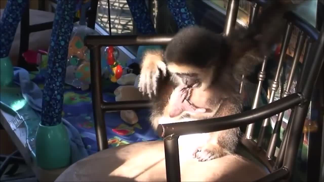 Monkey doing cute things compilation (Baby Edition)