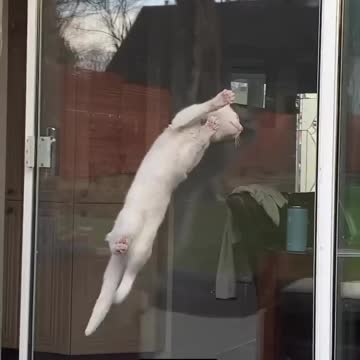 A cat with a sticky hand