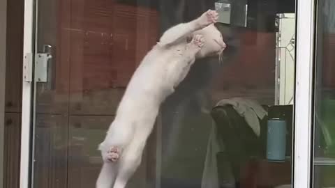 A cat with a sticky hand