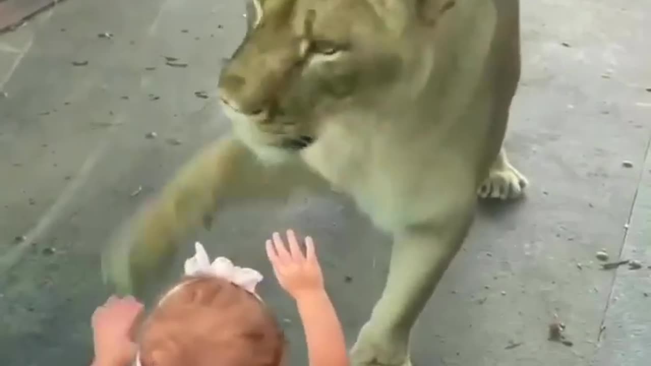 Baby and loin funny.clips