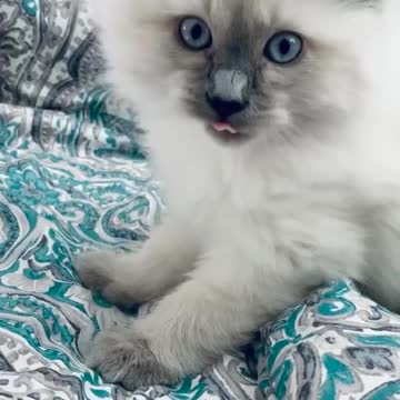 Blue point baby Balinese