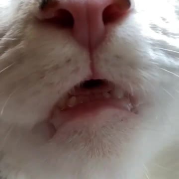 You want to imagine my cat jajaja