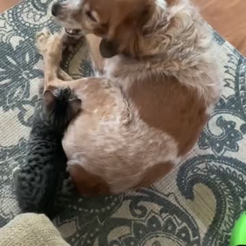 Will you play with me, purrr favor