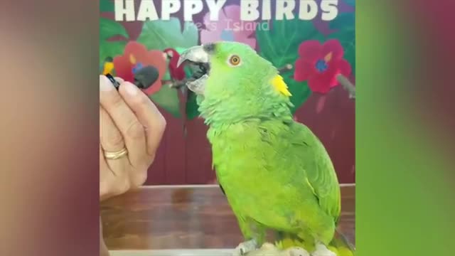 Watch hilarious parrot singing