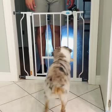 Mini Aussie puppy adorably shakes his butt