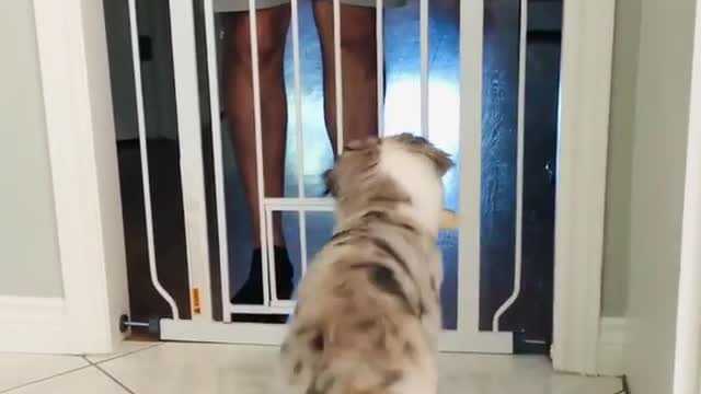 Mini Aussie puppy adorably shakes his butt