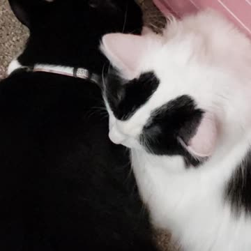 Sister's, don't have to be blood!