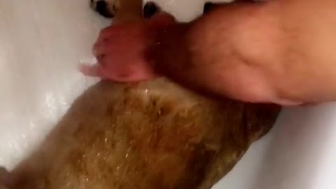 Brown dog getting showered in bathtub