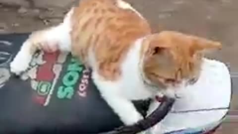 Cat drive