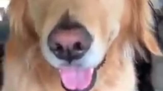 difference between husky and golden retrieverš¤£
