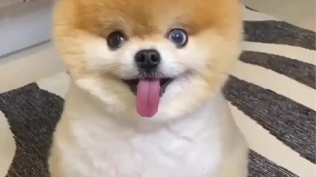 cute dog , cute dogs ,dog videos funny dog videos #shorts #cutedogs #cutedog