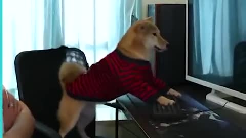 Game Addicted Dog