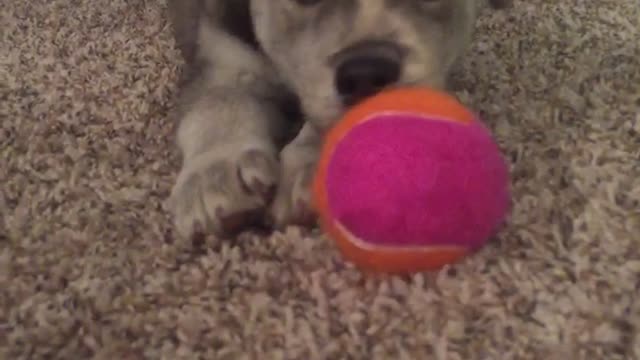 Grey dog playing with pink ball on ground
