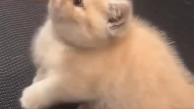funny kittens | cat video compilation