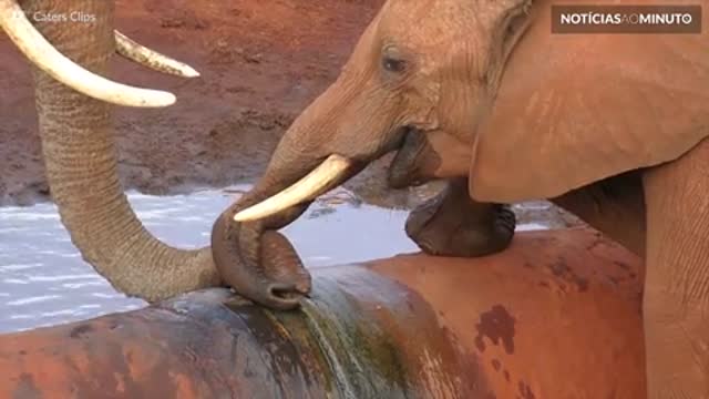 A longa jornada de elefantes africanos em busca de água