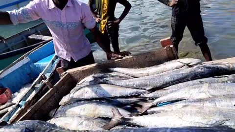 Big Fish Catching || Amazing GholFish || Deep sea in Gujarat fishing Boat ||-4