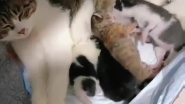 Cat being cat